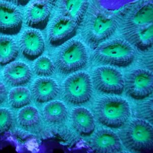 Brain Coral - Super Ultra