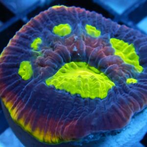 Prism Coral Marine Fish & Coral