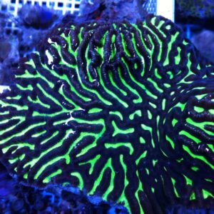 Beautiful Platygyra Coral in a Reef Aquarium