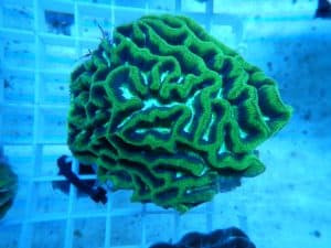 Maze Coral - Ultra