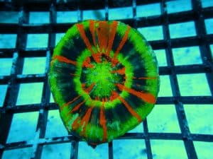 Doughnut Coral - Pastel Colours Marine Fish & Coral