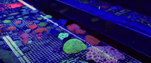 Beautiful and rare specimens of Australian Coral in the tanks at salty pets 