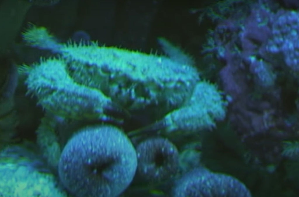 Hairy Crab in Coral Reef Aquarium